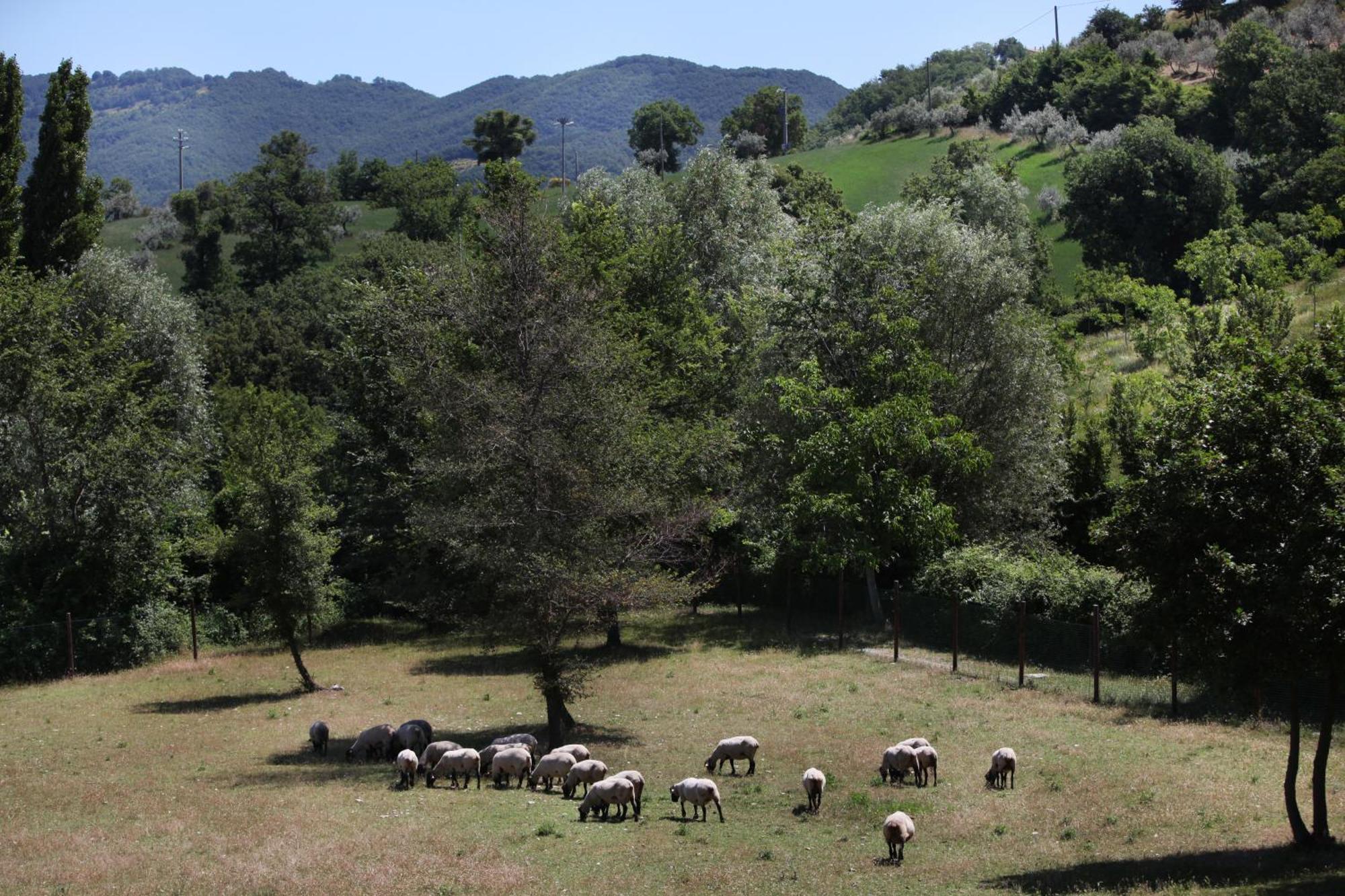 Agriturismo Il Castello Assisi Eksteriør billede